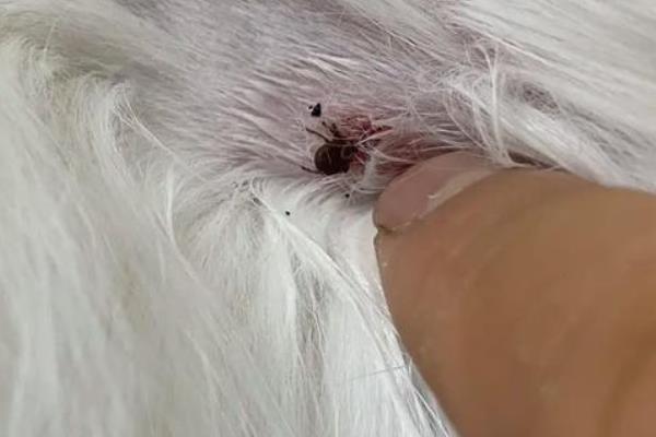 猫咪体外寄生虫有哪些，有跳蚤、虱子、螨虫等