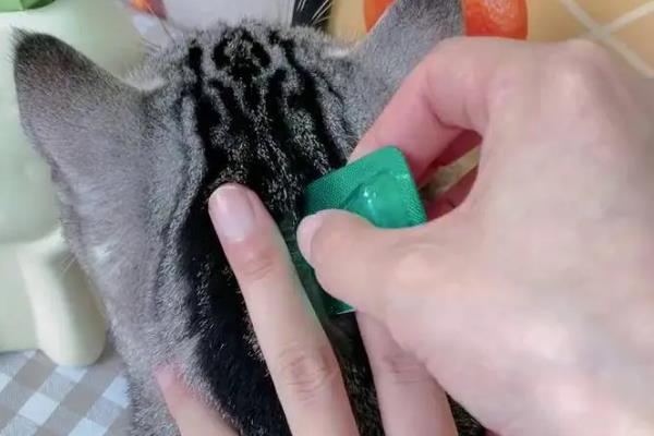 猫咪体外寄生虫有哪些，有跳蚤、虱子、螨虫等