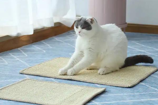 猫咪体外寄生虫有哪些，有跳蚤、虱子、螨虫等