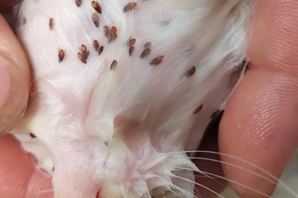 猫咪体外寄生虫有哪些，有跳蚤、虱子、螨虫等