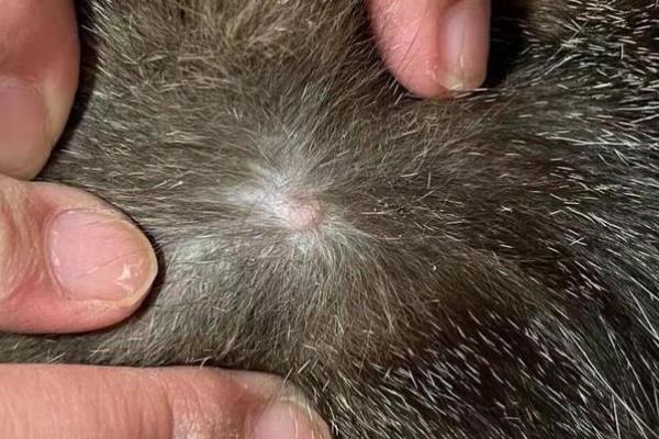 猫咪体外寄生虫有哪些，有跳蚤、虱子、螨虫等