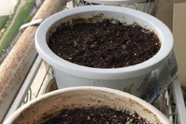 山乌龟如何种植，需要使用较深的盆养