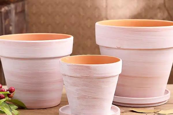 山乌龟如何种植，需要使用较深的盆养