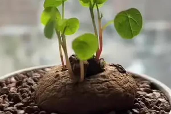 山乌龟如何种植，需要使用较深的盆养