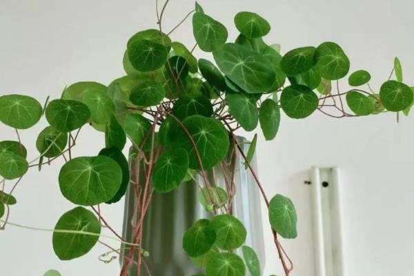 山乌龟如何种植，需要使用较深的盆养