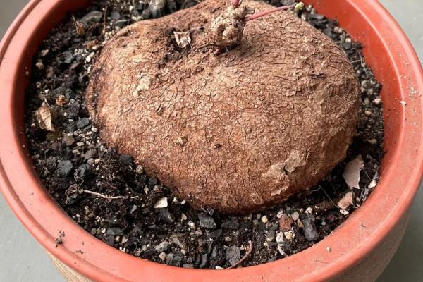 山乌龟如何种植，需要使用较深的盆养