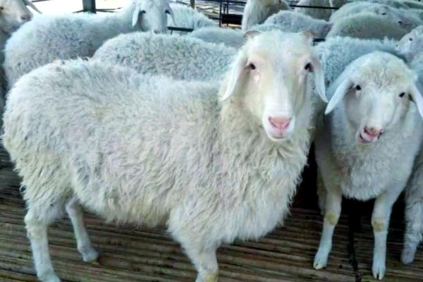 哪种羊长得快又好养，有黑山羊、小尾寒羊等