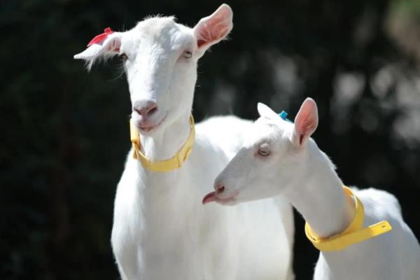 哪种羊长得快又好养，有黑山羊、小尾寒羊等