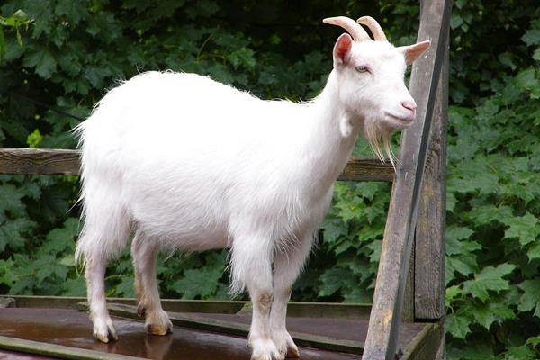 哪种羊长得快又好养，有黑山羊、小尾寒羊等