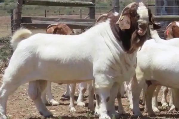 哪种羊长得快又好养，有黑山羊、小尾寒羊等