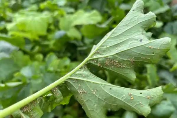 蔬菜为什么会发生病虫害，主要是环境不适、管理粗放、病原体入侵等因素所致