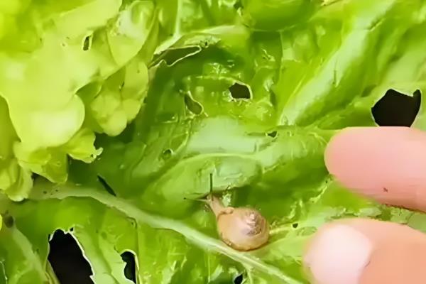 蔬菜为什么会发生病虫害，主要是环境不适、管理粗放、病原体入侵等因素所致