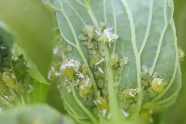 蔬菜为什么会发生病虫害，主要是环境不适、管理粗放、病原体入侵等因素所致