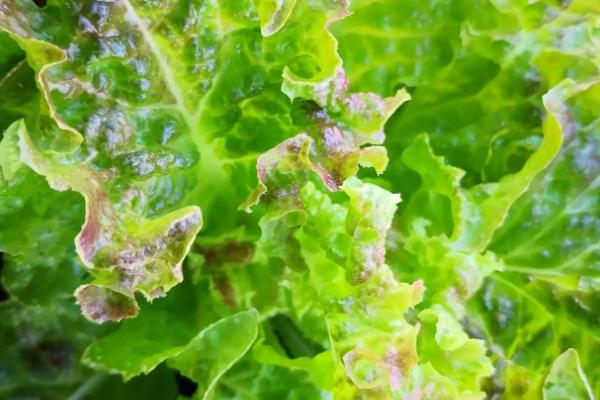 蔬菜为什么会发生病虫害，主要是环境不适、管理粗放、病原体入侵等因素所致