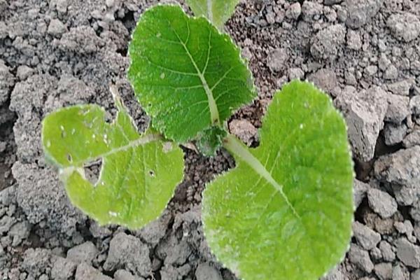 蔬菜为什么会发生病虫害，主要是环境不适、管理粗放、病原体入侵等因素所致