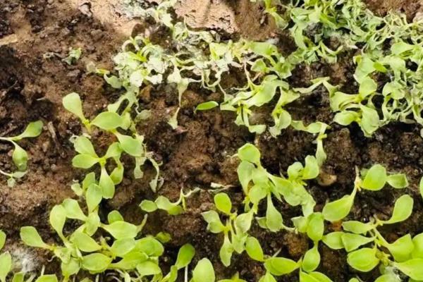 蔬菜为什么会发生病虫害，主要是环境不适、管理粗放、病原体入侵等因素所致