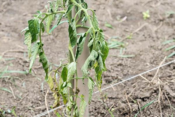 蔬菜为什么会发生病虫害，主要是环境不适、管理粗放、病原体入侵等因素所致