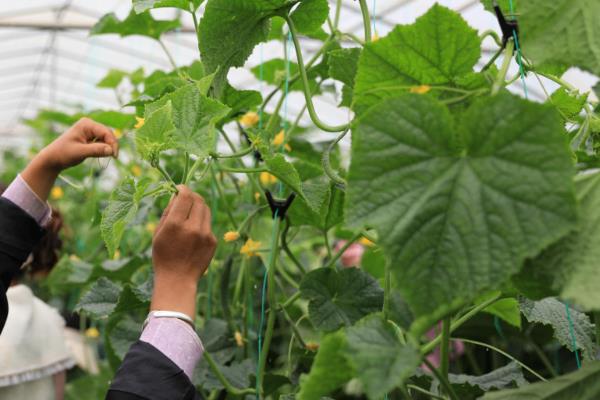 蔬菜为什么会发生病虫害，主要是环境不适、管理粗放、病原体入侵等因素所致