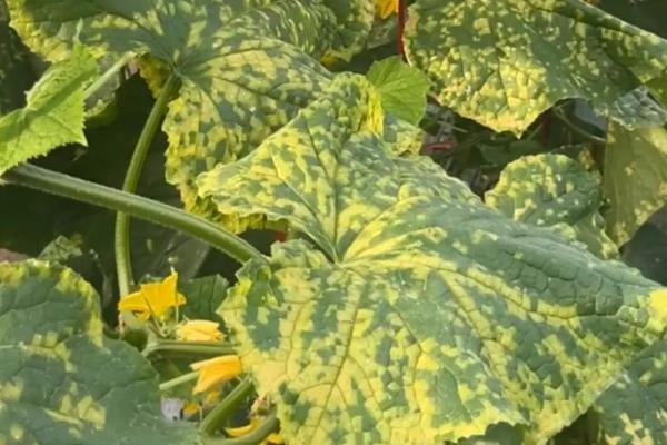 蔬菜为什么会发生病虫害，主要是环境不适、管理粗放、病原体入侵等因素所致