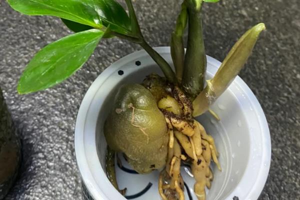 金钱树能水养吗，是可以水养的