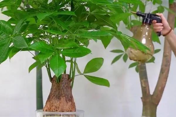金钱树能水养吗，是可以水养的