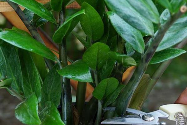 金钱树能水养吗，是可以水养的