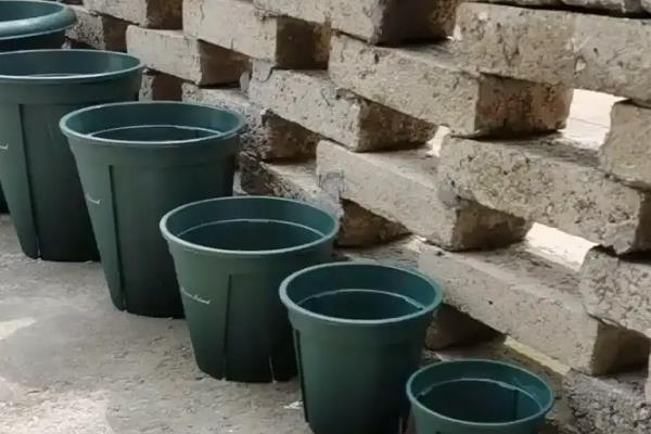 金钱树能水养吗，是可以水养的