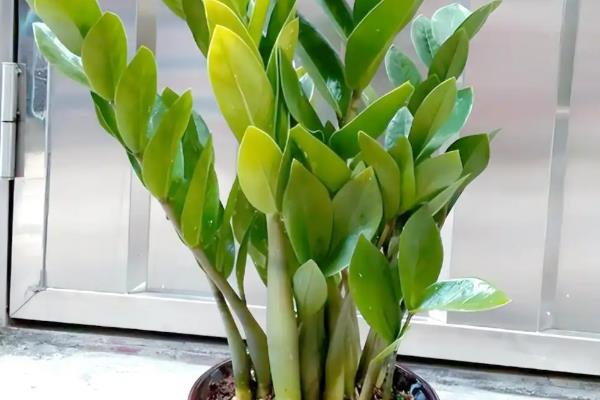 金钱树能水养吗，是可以水养的