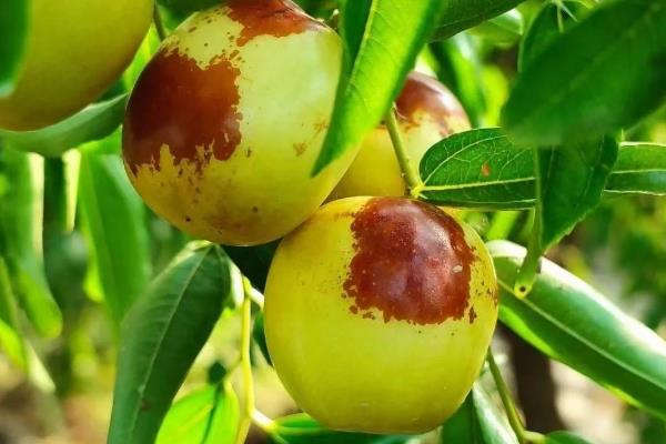 冬枣用冰箱能保存多久，保鲜时间为2-3周