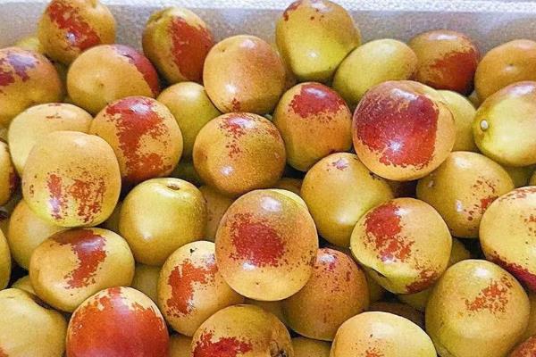 冬枣用冰箱能保存多久，保鲜时间为2-3周