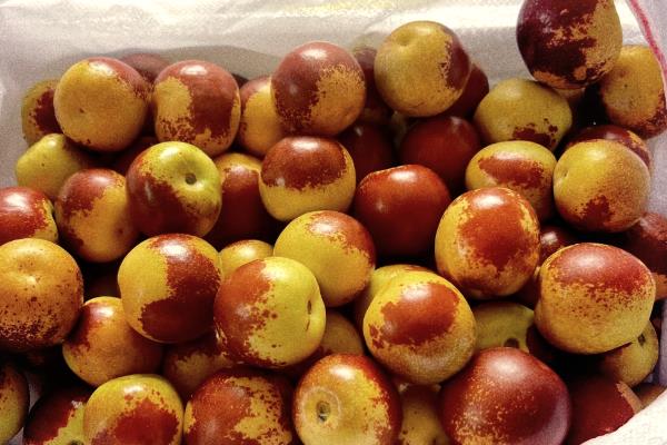 冬枣用冰箱能保存多久，保鲜时间为2-3周