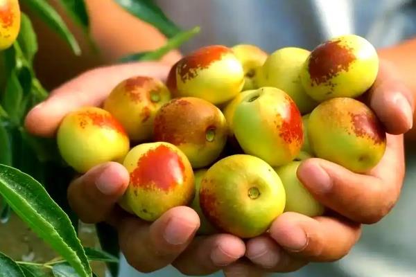 冬枣用冰箱能保存多久，保鲜时间为2-3周