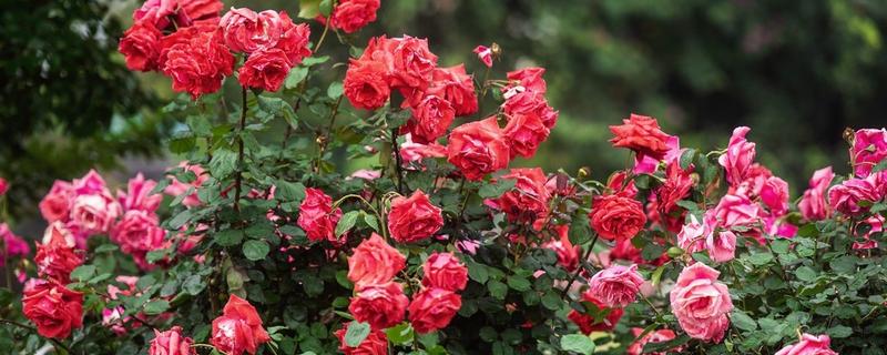 月季花的花语，寓意热爱、美艳等