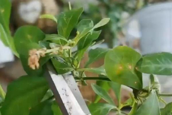 怎么用矿泉水瓶扦插蓝雪花,装填营养土再插入幼苗