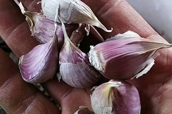 大蒜品种怎么分类,可根据外皮颜色和蒜瓣大小等分类