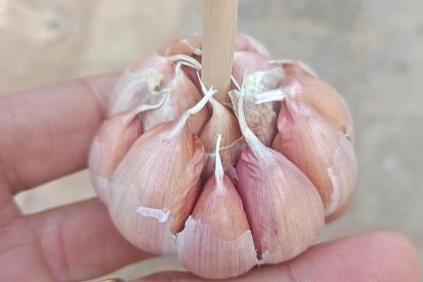 大蒜品种怎么分类,可根据外皮颜色和蒜瓣大小等分类
