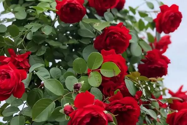 月季花的花语，寓意热爱、美艳等