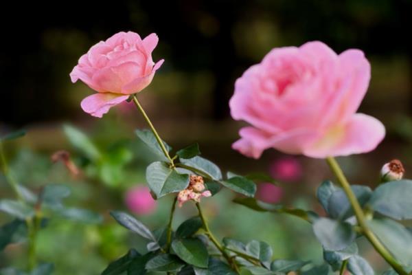 月季花的花语，寓意热爱、美艳等