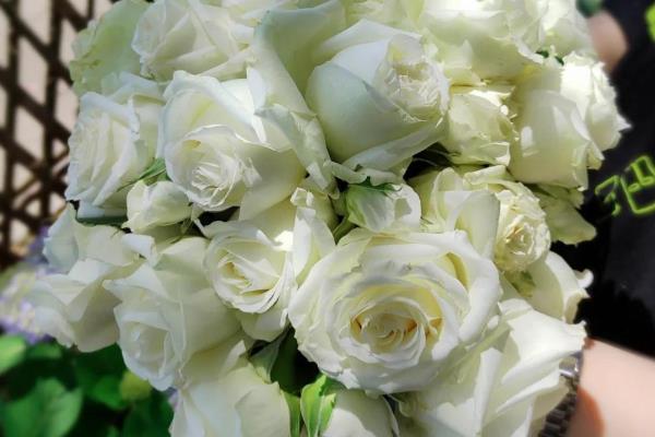 月季花的花语，寓意热爱、美艳等