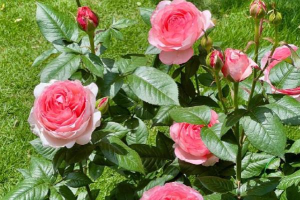 月季花的花语，寓意热爱、美艳等