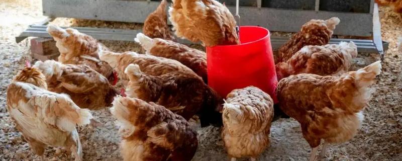 如何防止鸡吃自己生的蛋,可以在食物中补充微量元素