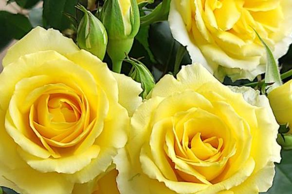 月季花的花语，寓意热爱、美艳等