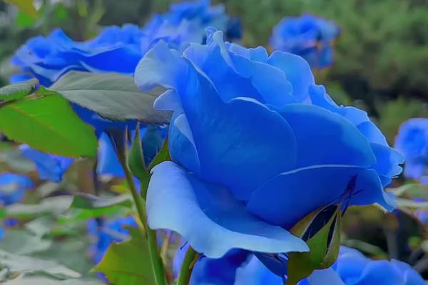 月季花的花语，寓意热爱、美艳等