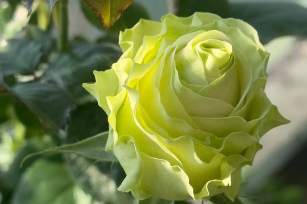 月季花的花语，寓意热爱、美艳等