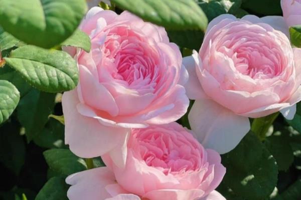 月季花的花语，寓意热爱、美艳等