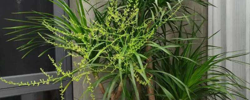 龙血树开花的寓意，寓意吉祥、好运爆棚等