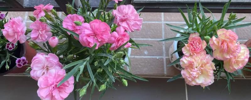 康乃馨的家庭养法,家庭栽植深度不宜超过两厘米