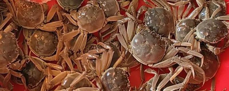 母蟹成熟如何辨引，可以看肚脐、背壳等