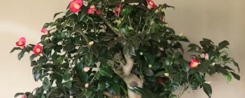 茶花冬天放在哪里,建议放在室内养护