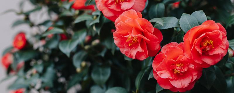 冬天买回来的茶花要洗根吗,洗根后更难缓苗